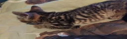British Shorthair cats for sale: Kittens £160 - Advert 18