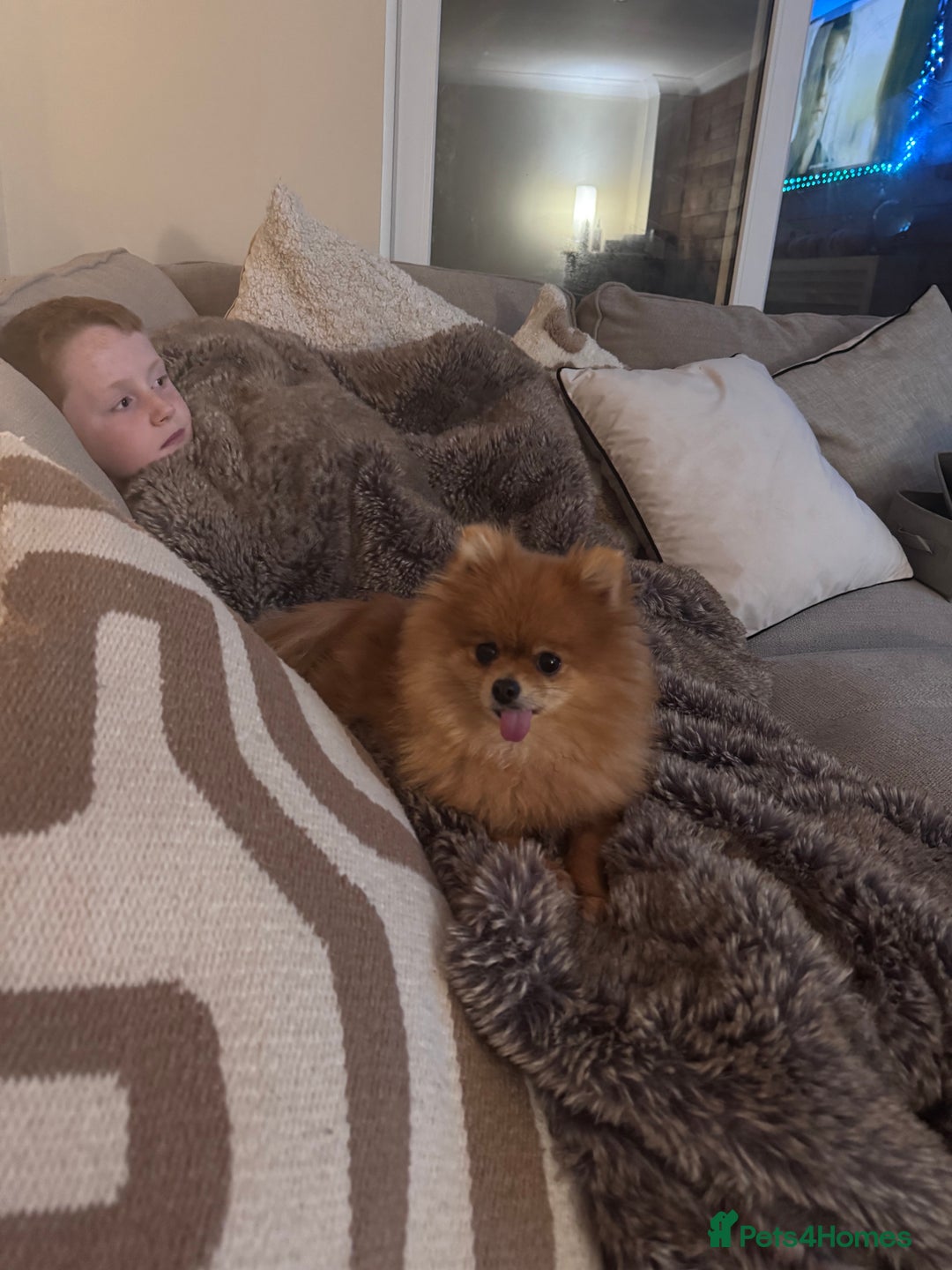 Pomeranian dogs for sale: KC Pomeranian girl - Image 5