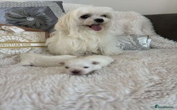 Maltese dogs for sale: 1 KC Maltese Puppy Boy READY NOW  - Image 7