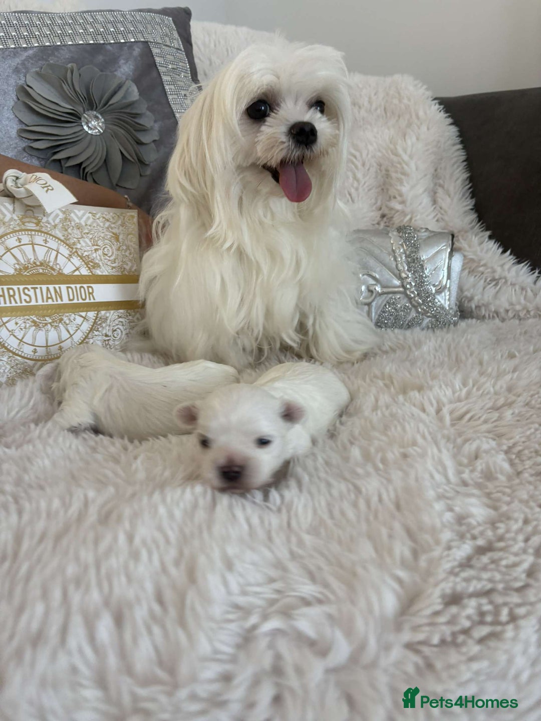 Maltese dogs for sale: 1 KC Maltese Puppy Boy READY NOW  - Image 7