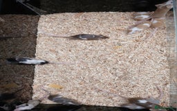 Mouse rodents for sale: Baby Fancy Coloured Mice  - Image 4