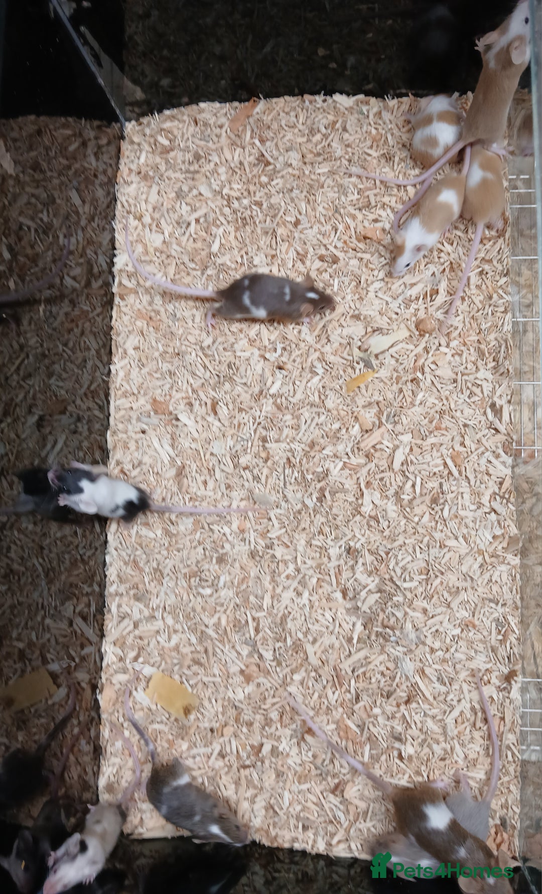 Mouse rodents for sale: Baby Fancy Coloured Mice  - Image 4