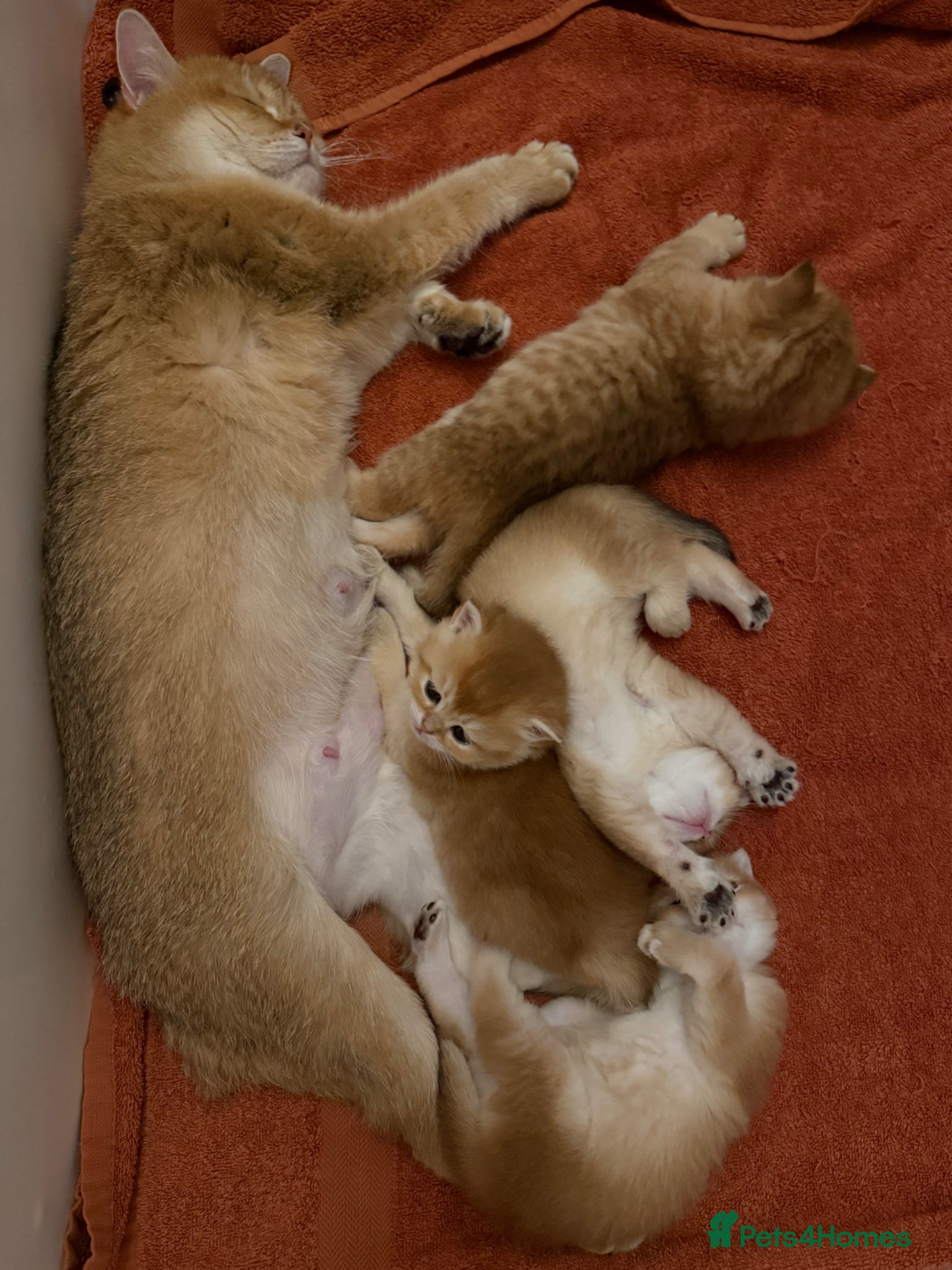 British Shorthair cats for sale: 2 boys Golden BSH for rehoming  - Advert 11