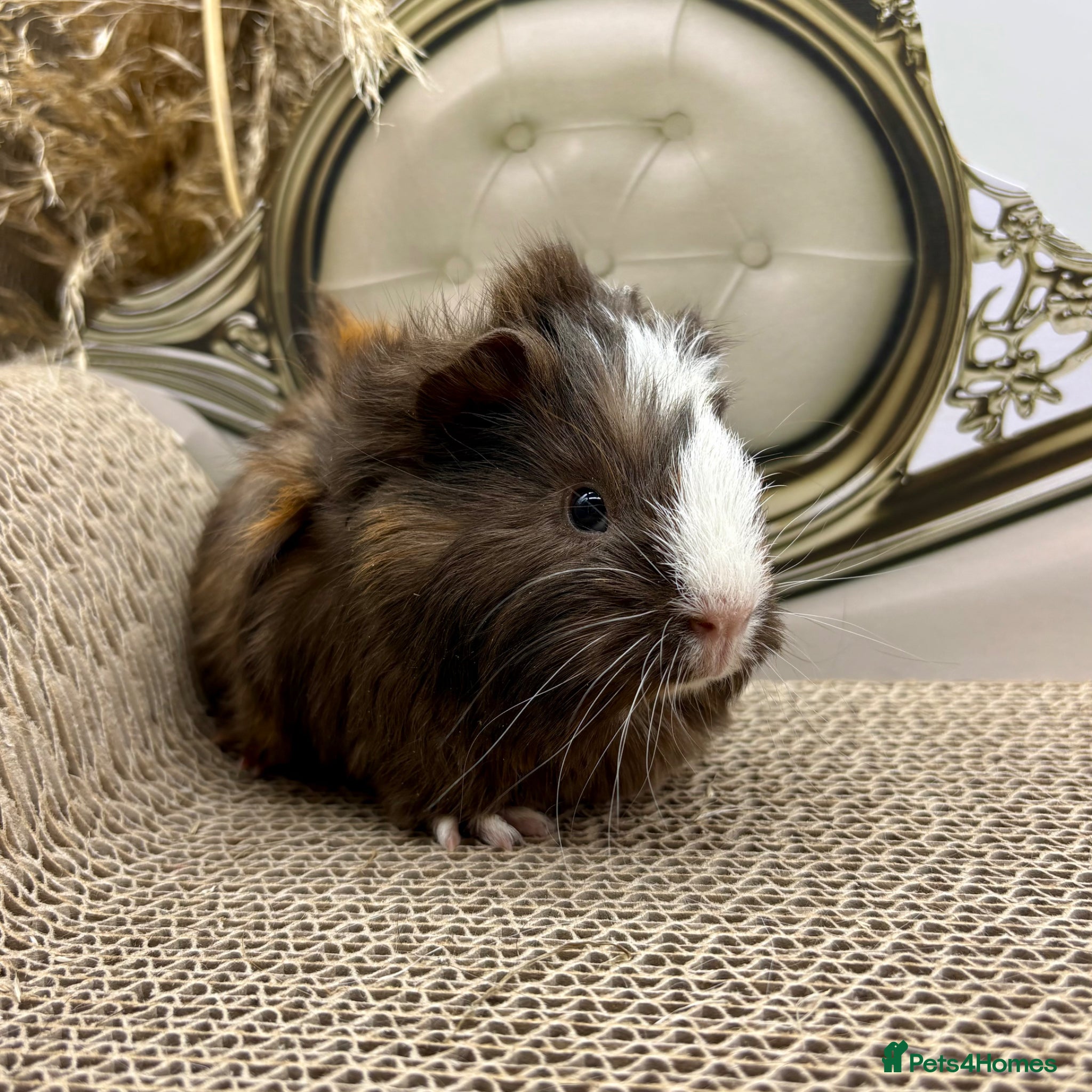 Guinea Pig rodents LOTS OF BABY BOYS AVAILABLE 🩵🏡💫 - Advert 1