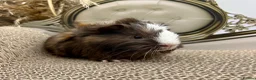 Guinea Pig rodents for sale: LOTS OF BABY BOYS AVAILABLE 🩵🏡💫 - Advert 1