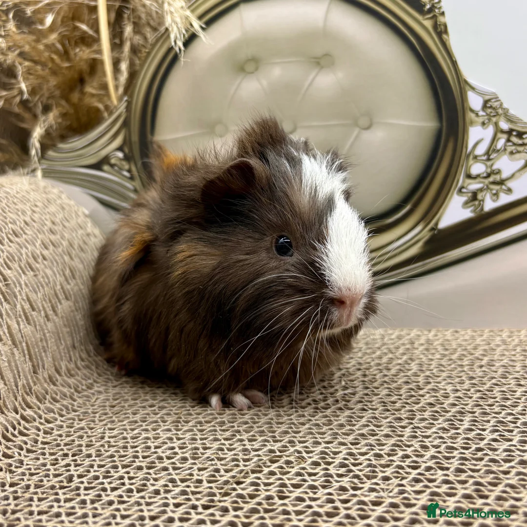 Guinea Pig rodents for sale: LOTS OF BABY BOYS AVAILABLE 🩵🏡💫 - Advert 1