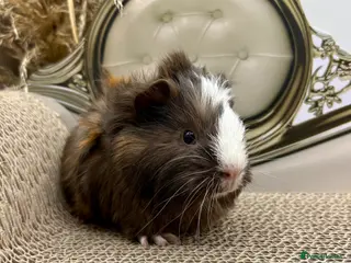 Guinea Pig rodents for sale: LOTS OF BABY BOYS AVAILABLE 🩵🏡💫 - Advert 4