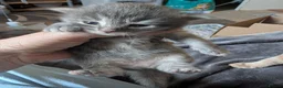 Mixed Breed cats for sale: Bengal x Maine coons kittens  - Advert 9
