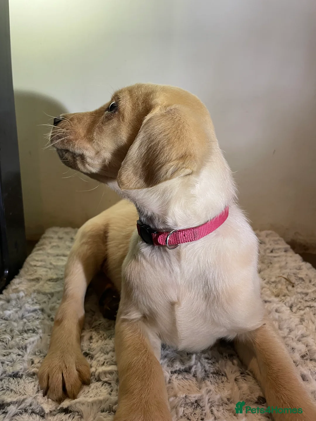 Labrador Retriever dogs for sale: All Reduced to £850 Ready to go now only 1 left - Advert 13