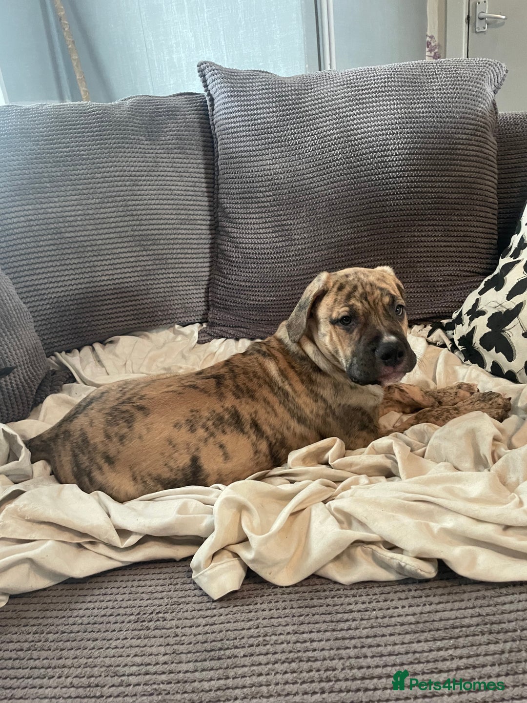 Mixed Breed dogs for sale: Last 3 READY TO LEAVE! Presa X Doberman - Advert 11