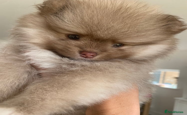 Pomeranian dogs - Advert 2