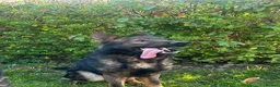 German Shepherd dogs for sale: Male working line GSD  - Advert 1