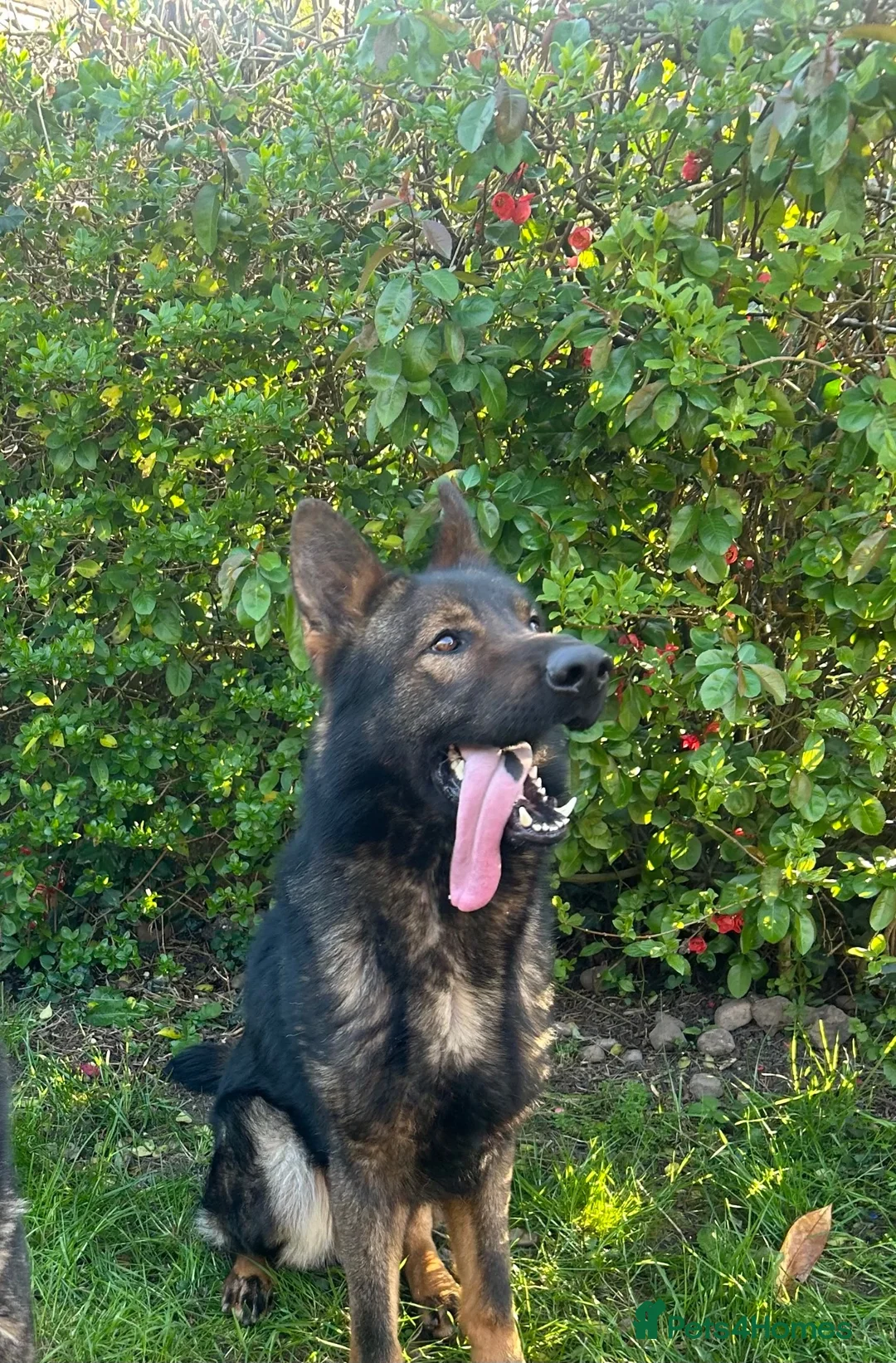 German Shepherd dogs for sale: Male working line GSD  - Advert 1