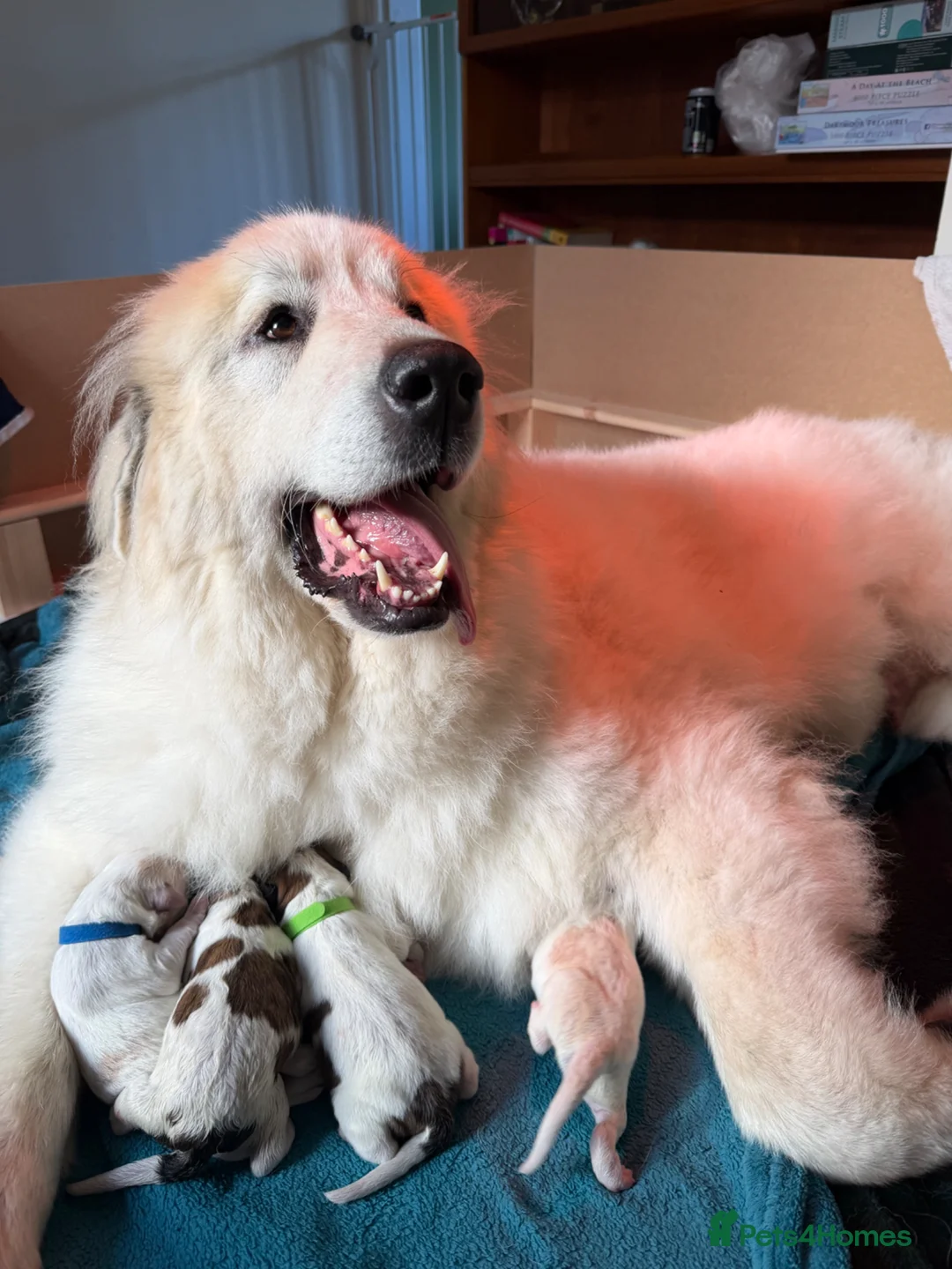 Mixed Breed dogs for sale: Exceptional Pyrenees Doodle Puppies   - Advert 1