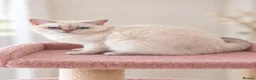 British Shorthair cats for sale: TICA Beautiful British Shorthair Kittens - Advert 6