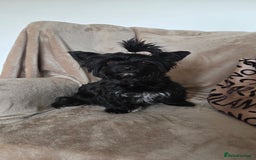 Biewer Terrier dogs for sale: Biewer Yorkshire Terrier  - Image 6