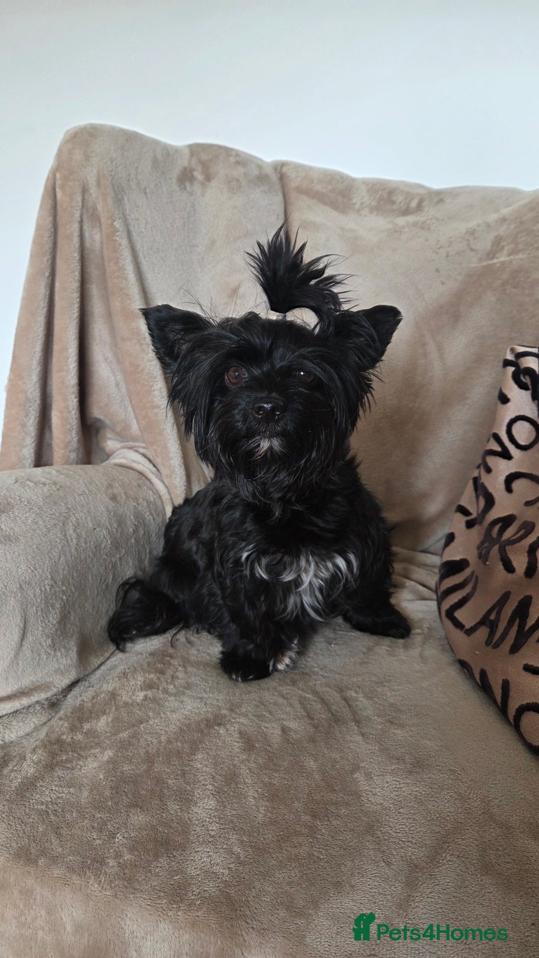 Biewer Terrier dogs for sale: Biewer Yorkshire Terrier  - Image 6