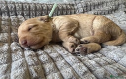 Cockapoo dogs for sale: Cockapoo pups 🐶 health screened parents  - Image 2