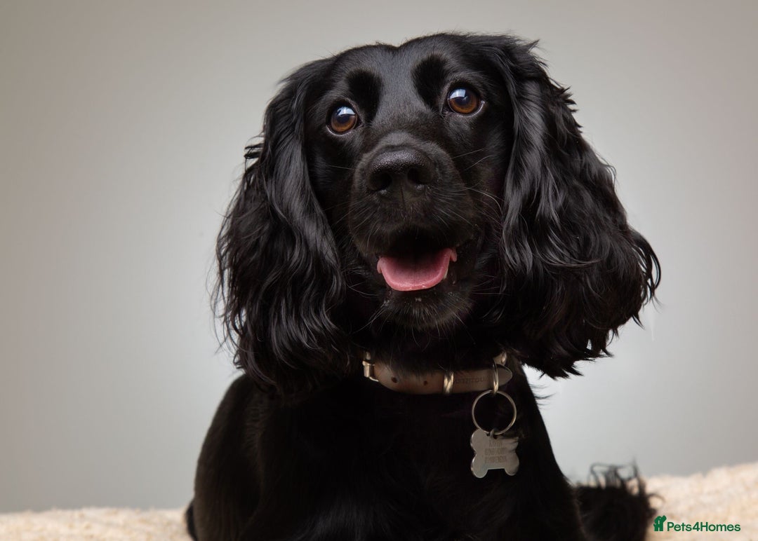 Cockapoo dogs for stud: F1B Cockapoo (looks like spaniel father) for stud - Image 2
