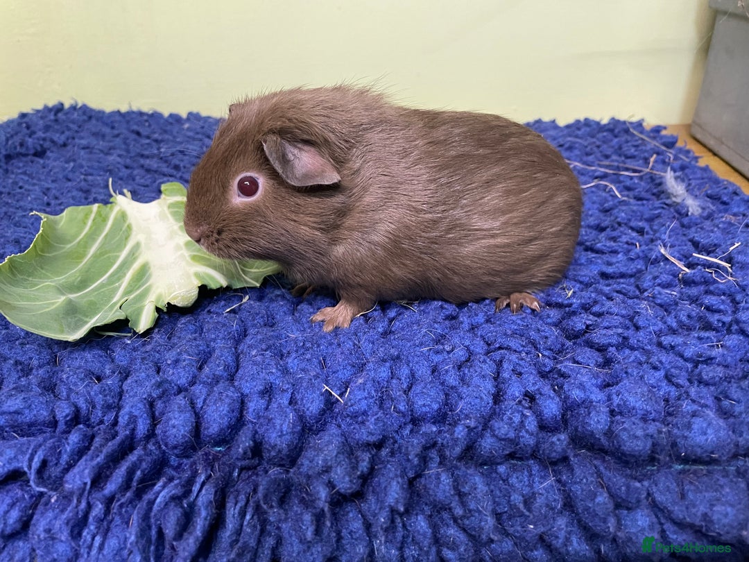 Guinea Pig rodents for sale: Baby piggies and a 9month old - Advert 3