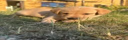 Labrador Retriever dogs for sale: KC registered, Yellow Labrador Retriever Puppies in Warwick - Advert 7