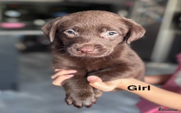 Labrador Retriever dogs for sale: Adorable Labrador Retriever Puppies d.o.b 4/07/25 - Image 4
