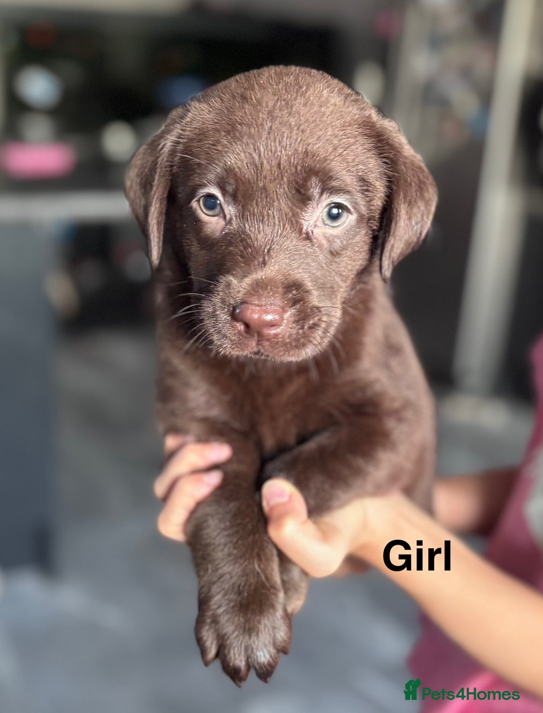 Labrador Retriever dogs for sale: Adorable Labrador Retriever Puppies d.o.b 4/07/25 - Image 4