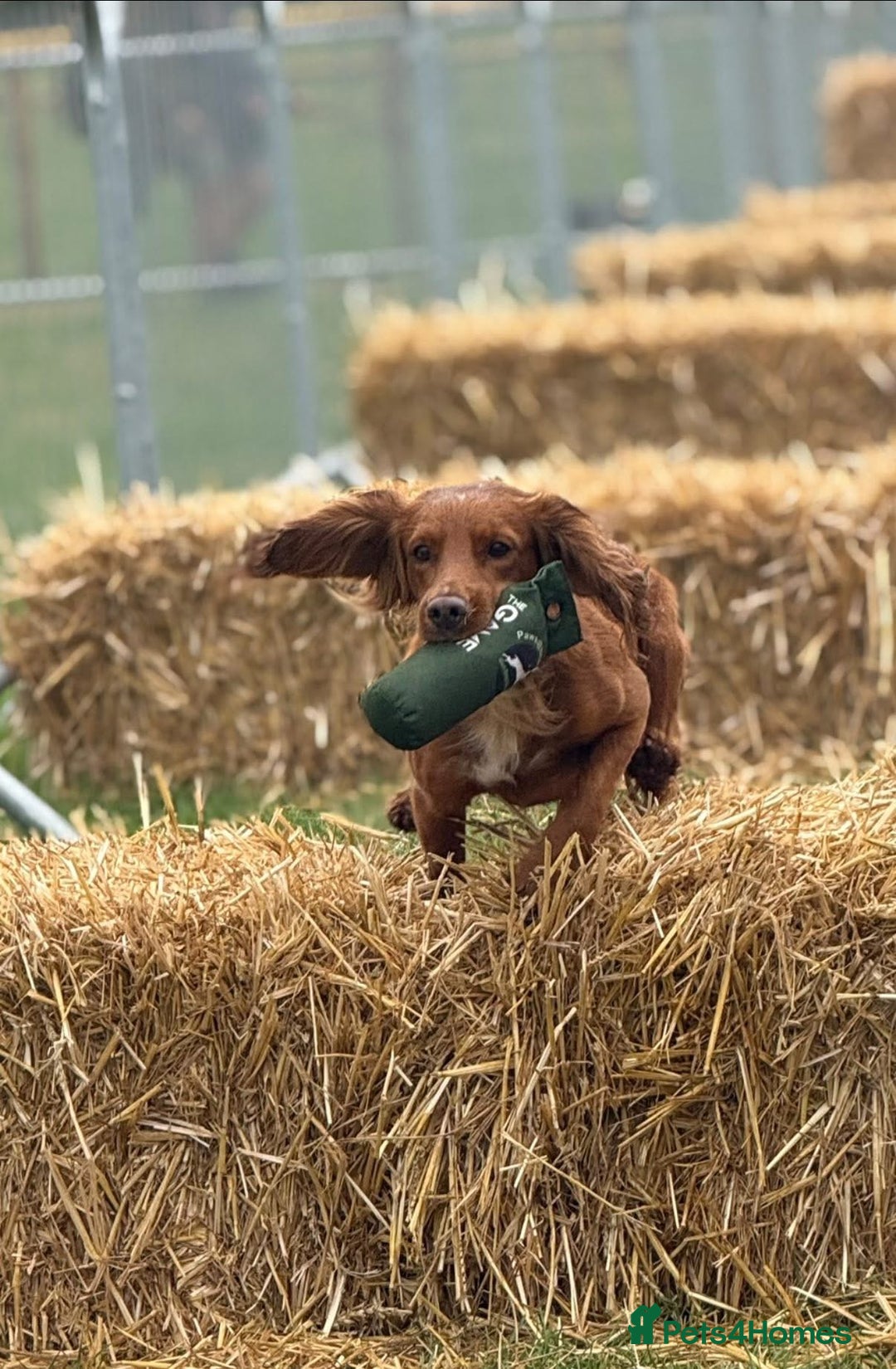 Cocker Spaniel dogs for stud: Proven Red KC REG Working Cocker Spaniel STUD in Chelmsford - Advert 2