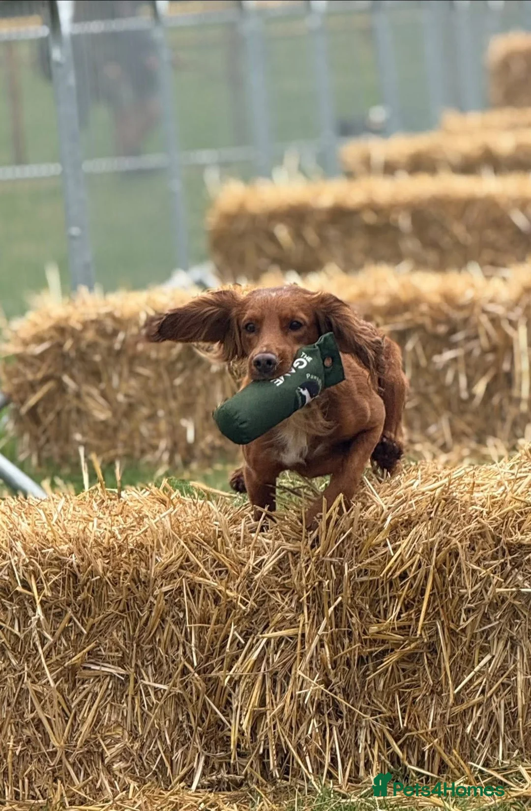 Cocker Spaniel dogs for stud: Proven Red KC REG Working Cocker Spaniel STUD in Chelmsford - Advert 2