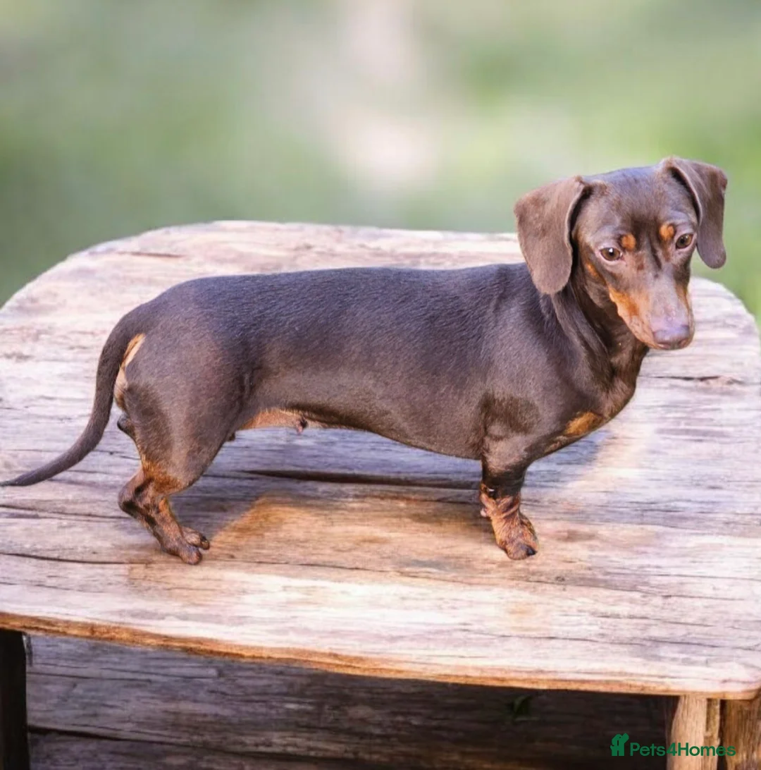 Miniature Dachshund dogs for sale: Mother and son together  - Advert 3