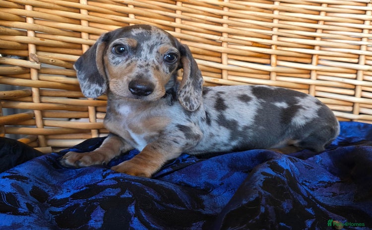 Miniature Dachshund dogs - Advert 1
