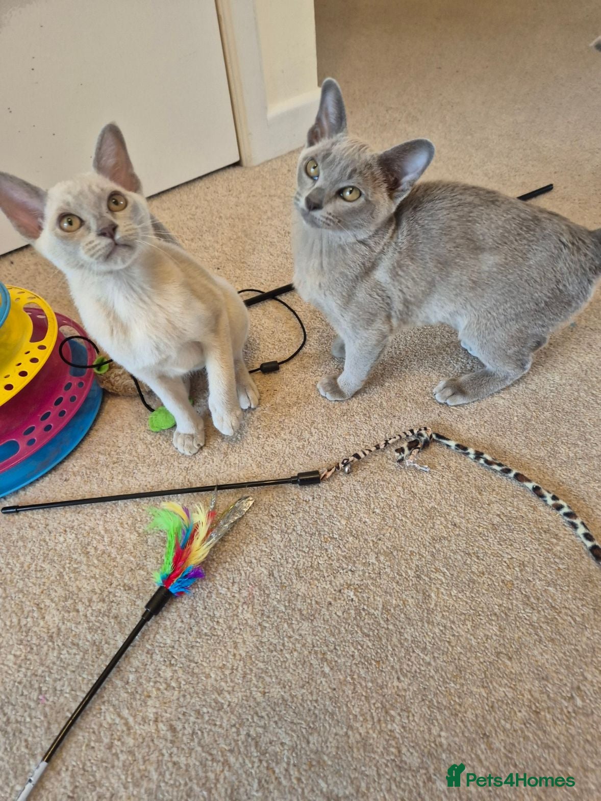 Burmese cats Gorgeous Pedigree Burmese Kittens - Advert 1