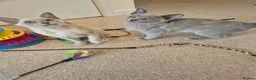 Burmese cats for sale: Gorgeous Pedigree Burmese Kittens - Advert 1