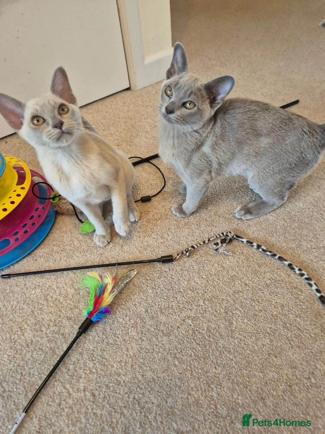 Burmese cats for sale: Gorgeous Pedigree Burmese Kittens - Advert 1