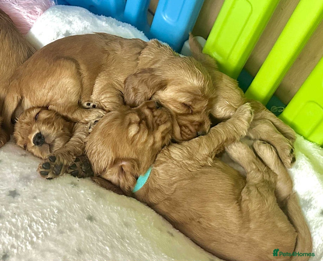Cocker Spaniel dogs for sale: Top Quality KC Show Cockers FN PRCD-PRA CLEAR - Image 28