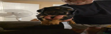 Cocker Spaniel 3
