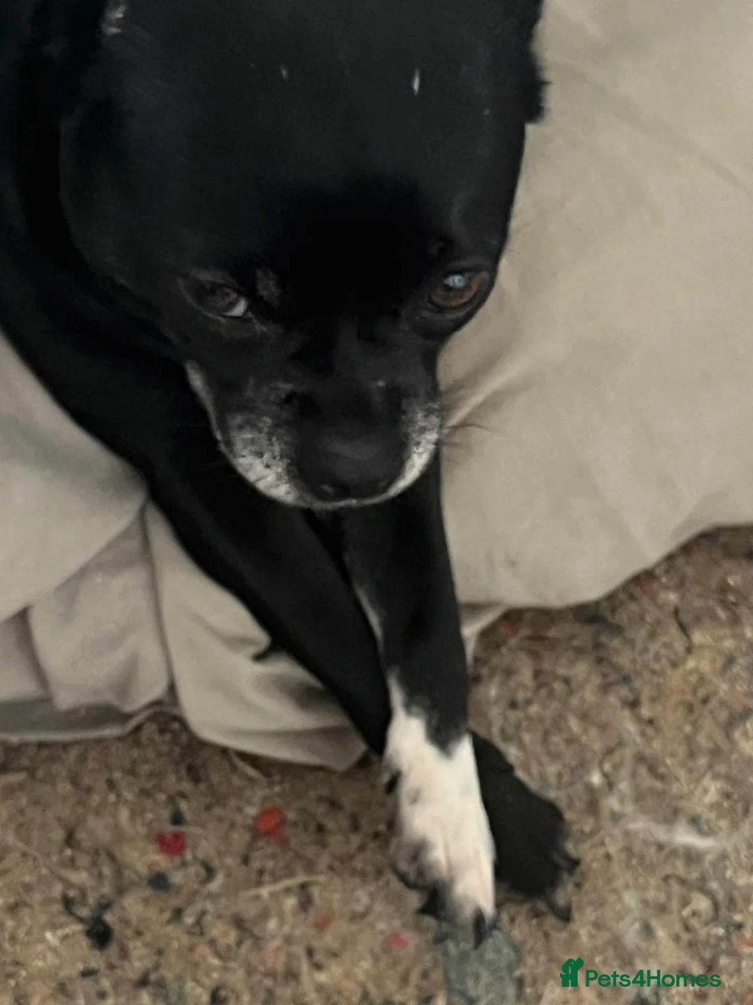 Chug dogs for sale: Chug Puppy for Sale Best of Litter (Longhaired) - Advert 10