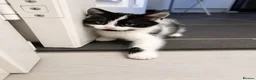 Mixed Breed cats for sale: 4 gorgeous female black and white kittens. - Advert 2