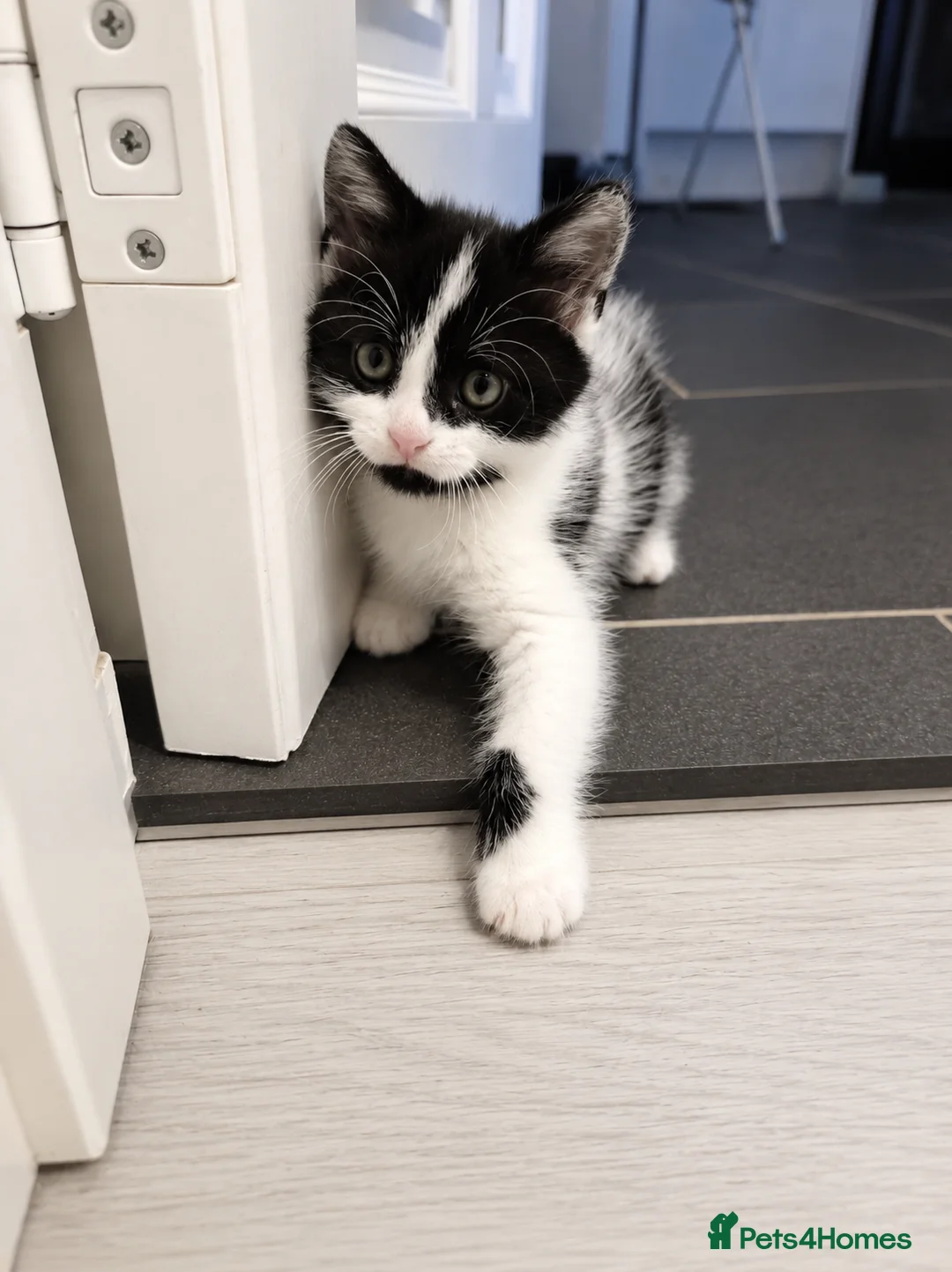 Mixed Breed cats for sale: 4 gorgeous female black and white kittens. - Advert 2