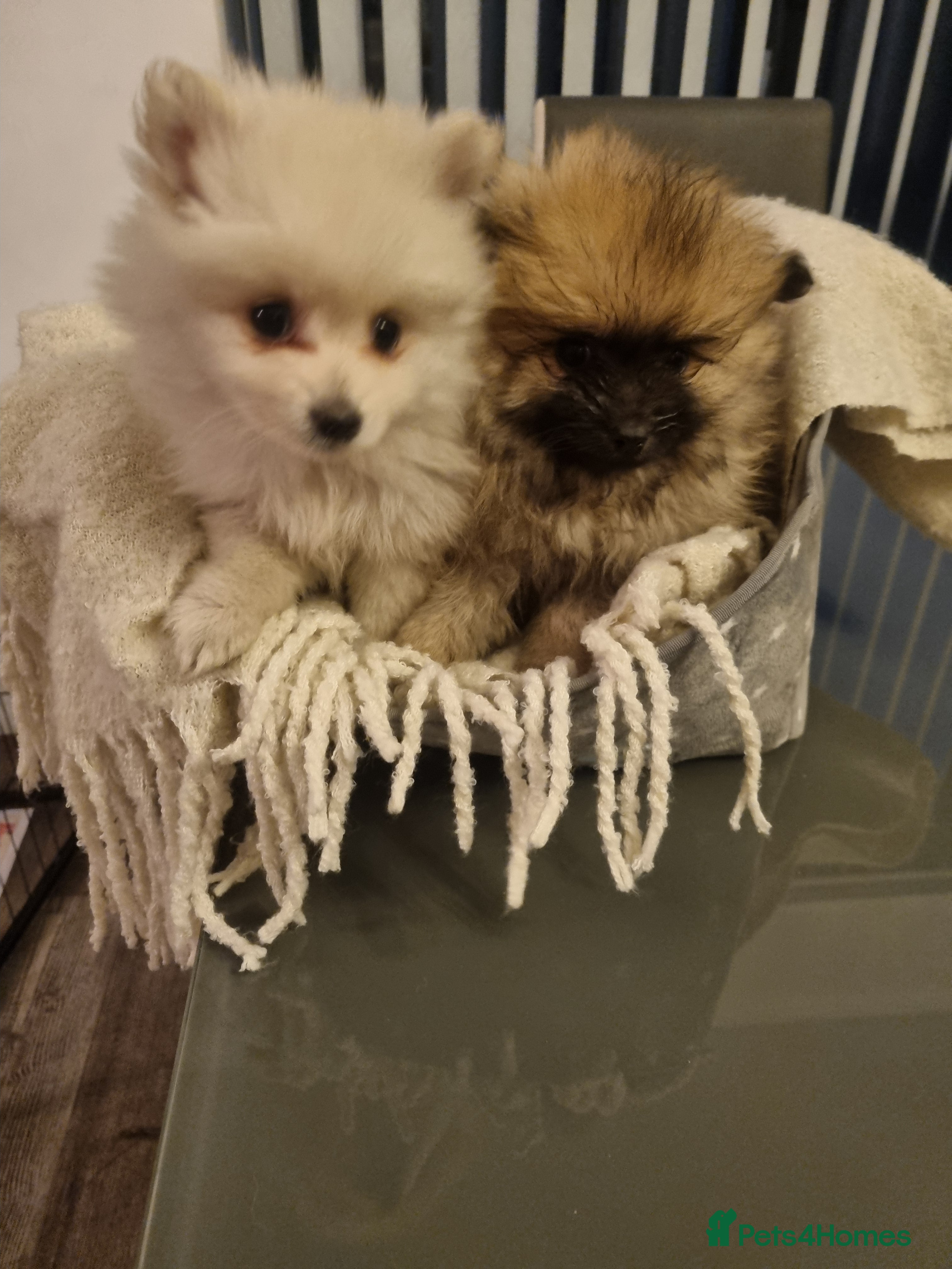 Pomeranian dogs Pomeraniums  - Advert 1