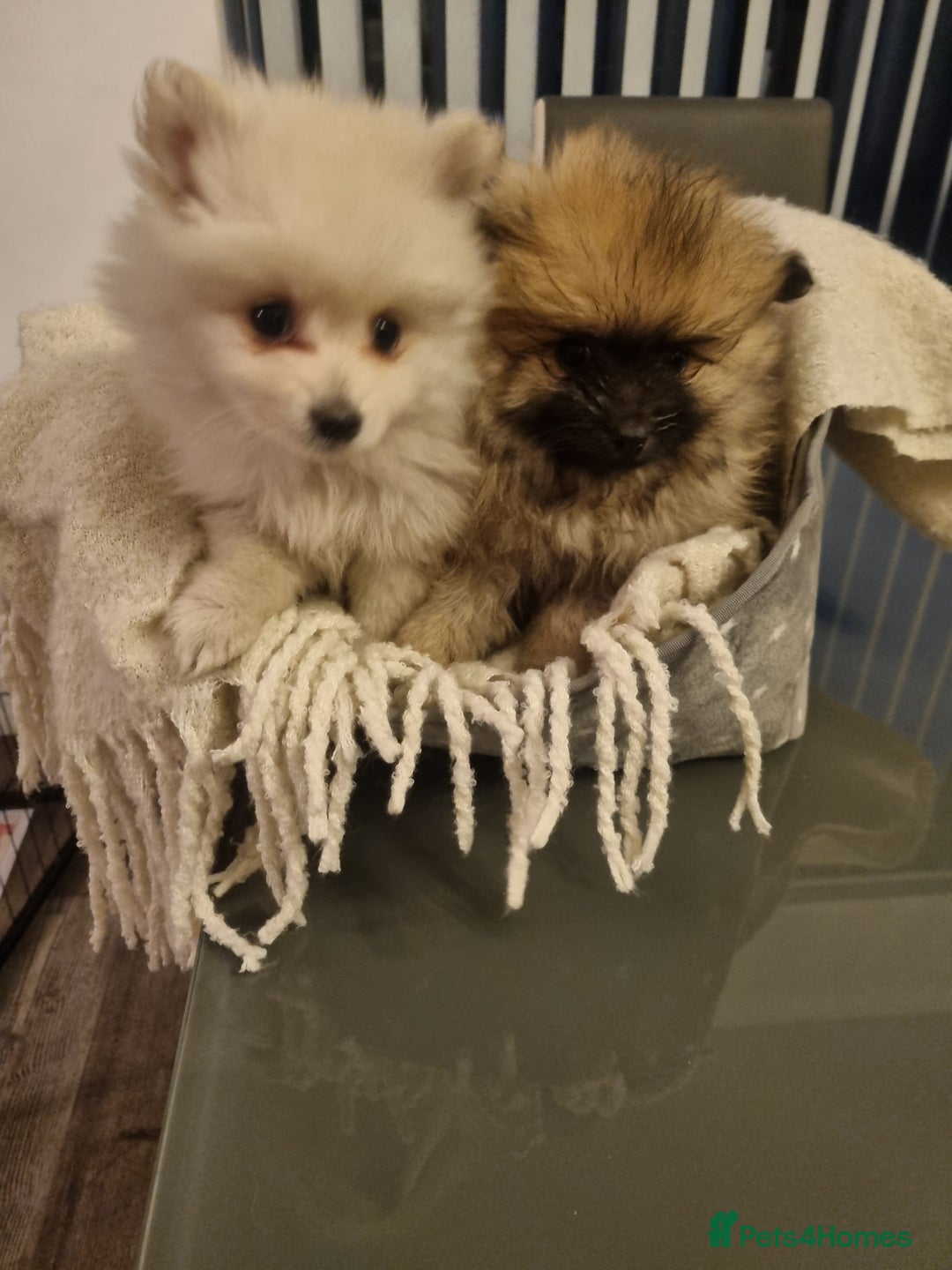 Pomeranian dogs for sale: Pomeraniums  - Advert 1