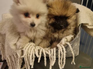 Pomeranian dogs Pomeraniums - Advert 14