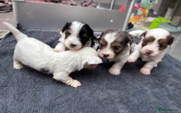 Biewer Terrier dogs for sale: 4 Biewer Terrier Puppies for Sale in Cheshire  - Image 4