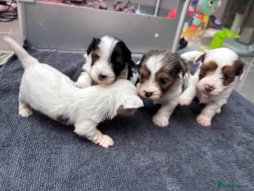 Biewer Terrier dogs for sale: 4 Biewer Terrier Puppies for Sale in Cheshire  - Image 4
