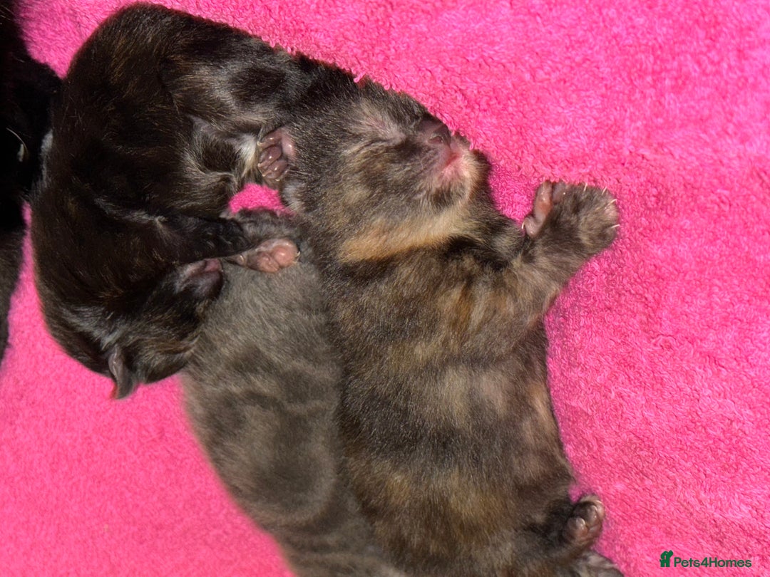 Mixed Breed cats for sale: 3 adorable mixed kittens – 2 females, 1 male - Image 5