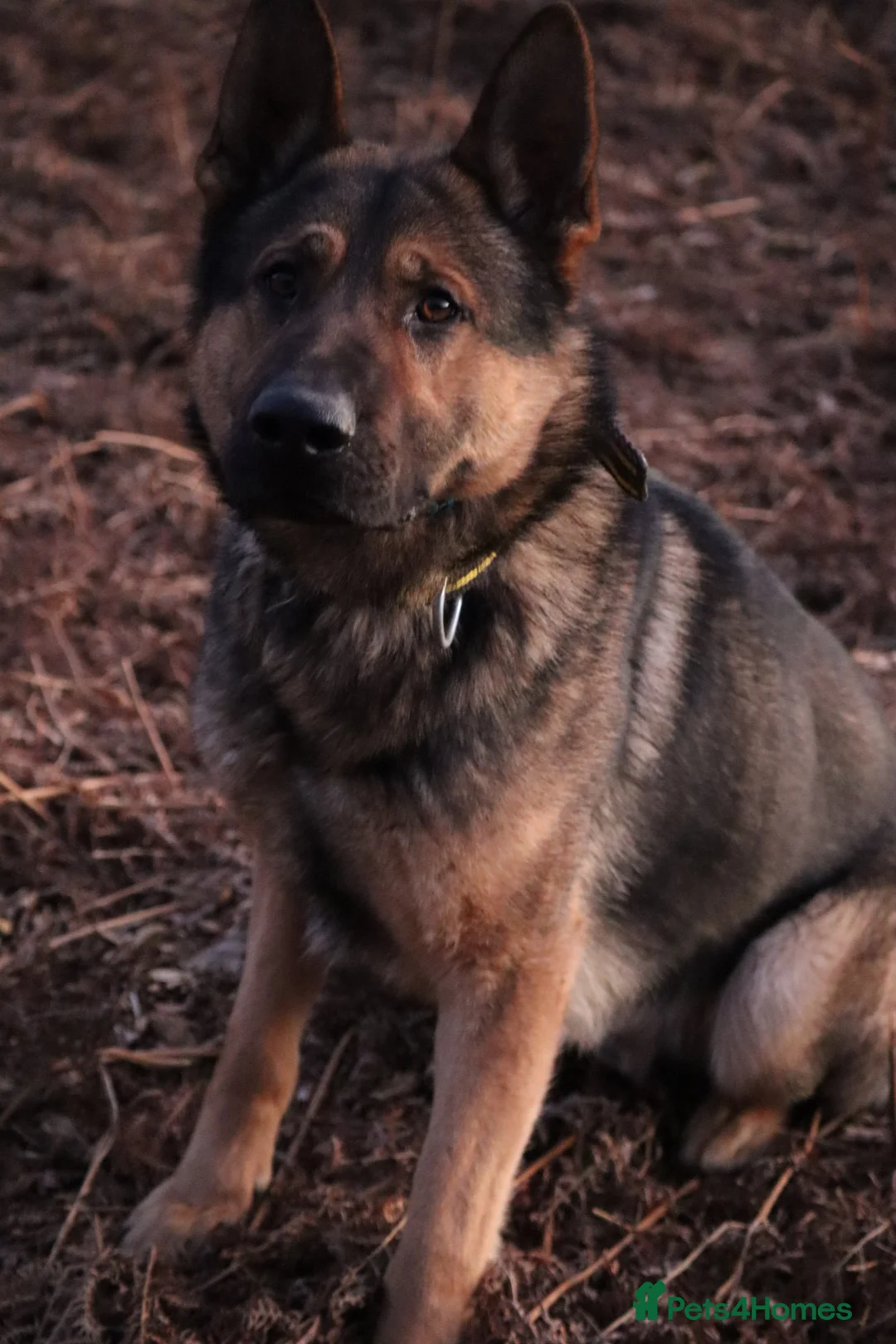 German Shepherd dogs for sale: Chewbacca the handsome gsd  - Advert 18