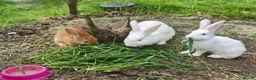 New Zealand rabbits for sale: Mixed year and gender new zealand rabbits free - Advert 12