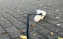 Ferret rodents for sale: Two albino male ferrets  - Image 1