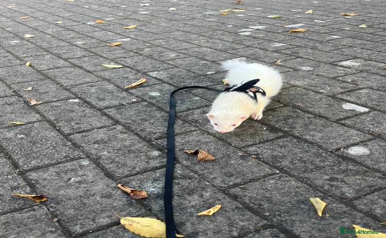 Ferret rodents - Advert 1