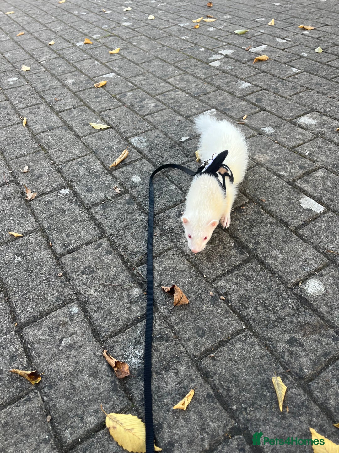 Ferret rodents for sale: Two albino male ferrets  - Image 1